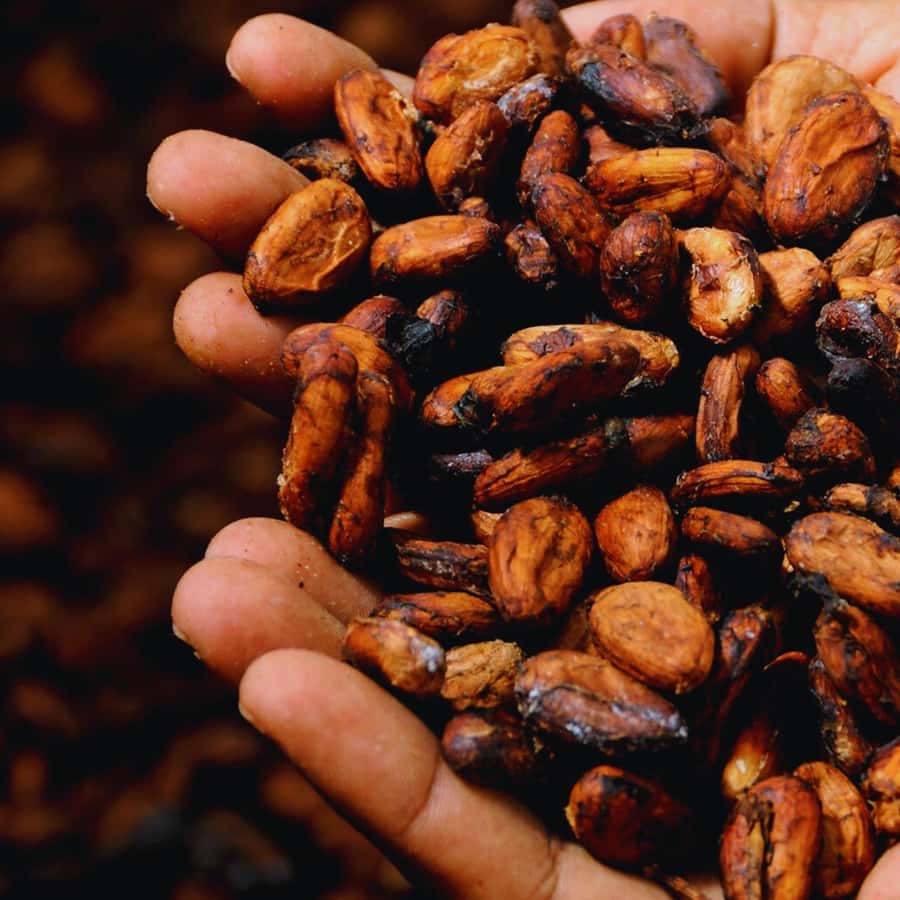 Trekking History and Indigenous Heritage in Minca + Cacao & Coffee + Waterfall - Practical packing for four to five hours